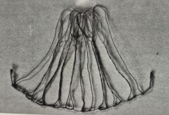 Afbeelding3
